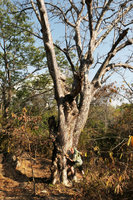 Patrick Blanc and Sterculia africana, Lake Malawi NP, Aug. 2017