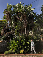 Patrick Blanc and Strelitzia nicolai, this clump having survived the terrible 1986 winter, just resprouting, Cap d&#039;Ail, Oct. 2020