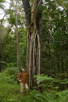Patrick Blanc and the aerial roots of the hemiepiphytic and somewhat invasive Schefflera actinophylla, Colo-I-Suva, Viti Levu, Fiji, Aug. 2016