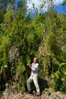 Patrick Blanc and the bamboo Arthrostylidium capillifolium in Pinus cubensis forest, La Farola, Baracoa, Cuba, Feb. 2017