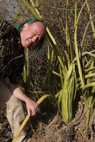 Patrick Blanc and the bright green swollen base of Adenia venenata growing among clumps of Sansevieria ehrenbergii, Lake Abaya, Arba Minch, Ethiopia, Jan. 2019