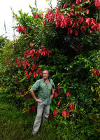 Patrick Blanc and the bright red maturing pods of Mezoneuron (syn. Caesalpinia) latisiliquum, Sukau, Kinabatangan, Sabah, Borneo, July 2022