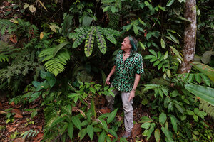 Patrick Blanc and the brown striate and undulate leaves of Etlingera rubrostriata, Berembun FR, Negeri Sembilan, Malaysia, April 2023
