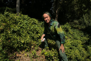 Patrick Blanc and the carpeting adult flowering Hedera pastuchovii, Botanical Garden,Tehran,Iran, Sept. 2017