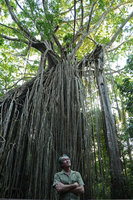 Patrick Blanc and the famous Curtain Fig, Ficus virens, with epiphytic Platycerium superbum on top, Atherton, Queensland, Australia, Nov 2012