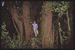 Patrick Blanc and the giant trunks of Eucryphia cordifolia, Puyehue, Chili, Jan. 1994