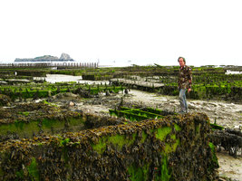 Patrick Blanc and the green algae covering the park oyters, Dol de Bretagne, July 2006