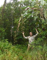 Patrick Blanc and the hanging lax infructescences of Alpinia parksii, Des Voeux peak, Taveuni, Fiji, Aug. 2016