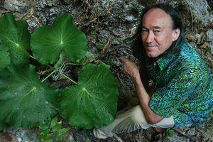 Patrick Blanc and the huge peltate leaves of Piper (syn. Pothomorphe) peltatum, Lowo Cave, Trenggalek, Java, May 2018