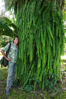 Patrick Blanc and the long hanging fronds of Nephrolepis pendula, Belize Botanic Gardens, San Ignacio, Belize, Jan. 2020