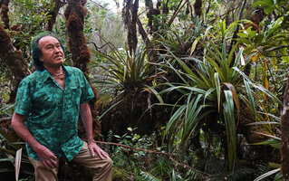 Patrick Blanc and the low epiphytic Astelia hemichrysa, Bebour forest, Reunion, July 2024