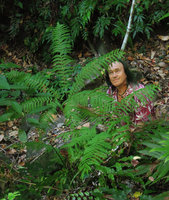 Patrick Blanc and the pedate fronds of Pteris wallichiana, Lembeh, Sulawesi, Aug. 2015