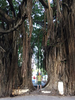 Patrick Blanc and the root system of Ficus benghalensis, Cienfuegos, Cuba, Feb. 2017
