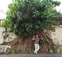 Patrick Blanc and the root system of Ficus religiosa, Ho Chi Minh Ville, Vietnam, Dec. 2011