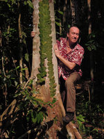 Patrick Blanc and the shingle leaves of Rhaphidophora korthalsii, Pondok Tanjung FR, Perak, Malaysia, March 2014