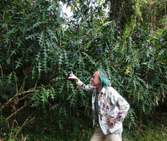 Patrick Blanc and the shrubby Acanthus eminens in Harenna open forest understory, Bale NP, 2300 m asl, Ethiopia, Jan. 2019