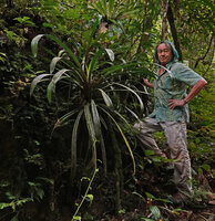 Patrick Blanc and the small Pandanus crinifolius, Cameron Highlands, Malaysia, April 2023
