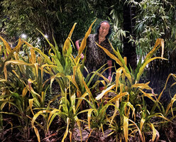 Patrick Blanc and the so strange and elusive Crinum with leaves becoming yellow while still alive, usually considered as a form of Crinum asiaticum, Kota Kinabalu, July 2022
