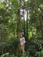 Patrick Blanc and the successive leaf rosettes of Cercestis mirabilis climbing along a trunk, Ebodje, Campo, Cameroon, March 2018