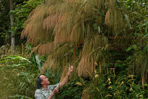 Patrick Blanc and the tall grass, Thysanolaena latifolia, S. Kongkoi, Negeri Sembilan, Malaysia, April 2023
