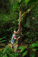 Patrick Blanc and the tall Musa itinerans, a form with a dark red stipe, Khun Chae NP, Thailand, Oct. 2023