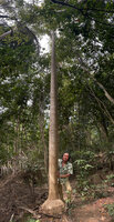 Patrick Blanc and the tall tristichous Chrysalidocarpus loucoubensis with characteristic huge swollen base, Lokobe NP, Nosy Be, Madagascar, Aug. 2024