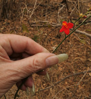 Patrick Blanc and the tiny bright red flower of Hibiscus cf.allenii, South Luangwa NP, Zambia, Sept. 2017