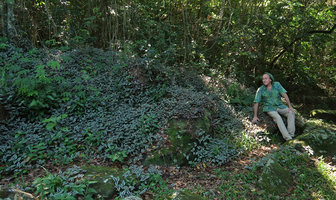 Patrick Blanc and Tradescantia zebrina in forest understory, Florianopolis, Brazil, Oct. 2018