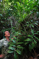 Patrick Blanc and Zamioculcas zamiifolia with mature reclining leaves and a clump of young erect ones on a rock in forest understory, Kimboza FR, Uluguru, Tanzania, Jan. 2021