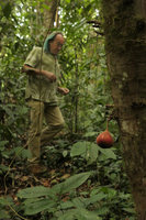 Patrick Blanc approaching a Ficus, Putao, Kachin, Myanmar, Dec. 2017