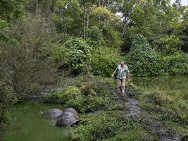Patrick Blanc approaching giant tortoises bathing in a pond, Chelonoidis porteri, El Manzanillo, Santa Cruz, Galapagos, Aug. 2021