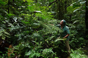 Patrick Blanc approaching the pedate frond of Pteris wallichiana, Imbu Rano, Kolombangara, Solomon Islands, Sept. 2019