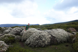 Patrick Blanc at dusk, emerging from Helichrysum citrispinum dense cushions, Sanetti Plateau, Bale NP, Ethiopia, Jan. 2019