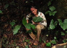 Patrick Blanc at dusk, holding the leaves of a long petiolate Palisota, close to Cercestis mirabilis, Matomb, Yaounde, Cameroon, March 2018