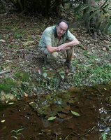 Patrick Blanc at dusk looking at the submerged Barclaya motleyi, Johore, Malaysia, April 2017