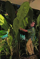 Patrick Blanc at night in the Tugu restaurant, under an entire leaved form of Cyclanthus bipartitus, Malang, Java, May 2018