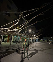 Patrick Blanc at night under the strange plane trees with branches guided along bamboo sticks to create a bower, Sion, Switzerland, March 2025
