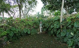 Patrick Blanc at sunset emerging from a stone wall covered by Begonia nelumbiifolia, Las Terrazas, Cuba, Feb. 2017