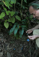 Patrick Blanc at sunset observing the bright blue seeds on the long reclining inflorescence axes of a Peliosanthes, Pyin U Lwin, Myanmar, Dec. 2017