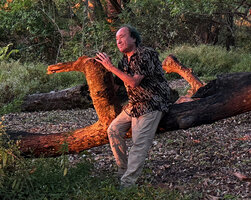 Patrick Blanc at sunset on old Eucalyptus urophylla trunk, Mt Ramelau, Timor-Leste, Aug. 2026