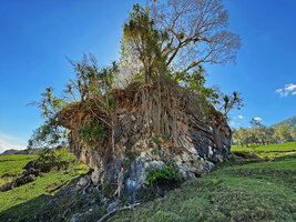 Patrick Blanc at the base of a big karst boulder covered with flowering Dracaena multiflora, all the basal surrounding areas totally browsed by cattle, Ossu, Timor-Leste, Aug. 2026