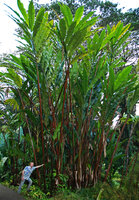Patrick Blanc at the base of a clump of Alpinia boia from Fiji, the tallest ginger in the world, naturalised in Hawai&#039;i, Jan. 2008