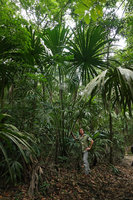 Patrick Blanc at the base of a fan palm, probably a young Sabal mauritiiformis, Las Guacamayas, Peten, Guatemala, Jan. 2020