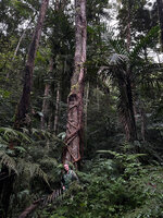Patrick Blanc at the base of a host tree killed by the strong strangling root system of Fagraea berteroana, Mount Koghi, New Caledonia, Aug. 2023