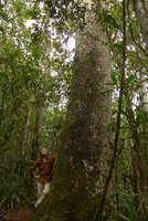 Patrick Blanc at the base of a huge Agathis macrophylla, Colo-I-Suva, Viti Levu, Fiji, Aug. 2016