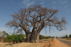 Patrick Blanc at the base of a huge baobab, Adansonia digitata, Salima, Malawi, Aug. 2017