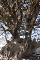 Patrick Blanc at the base of a huge Ficus vasta, Hawassa, Ethiopia, Jan. 2019