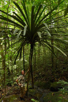 Patrick Blanc at the base of the huge monocaulous Pandanus cf. balenii without stilt roots, Karawari, Sepik, Papua New Guinea, March 2016