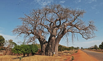 Patrick Blanc at the base of a huge old baobab, Adansonia digitata, Salima, Malawi, Aug. 2017