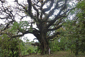Patrick Blanc at the base of a huge Astropanax (syn. Schefflera) abyssinicus, the branches heavily covered by epiphytes, Harenna forest, Bale NP, 2300 m asl, Ethiopia, Jan. 2019